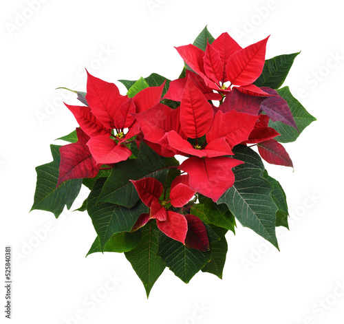 Canvas Print Christmas poinsettia shrub with red flowers isolated