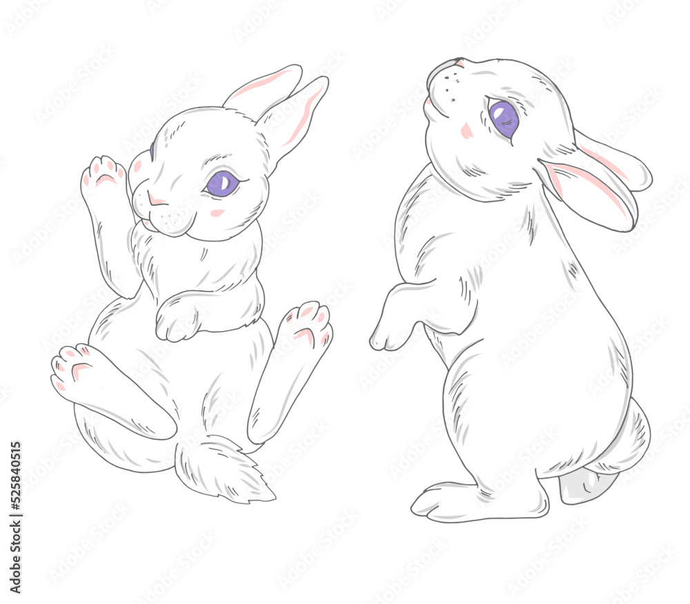 White little rabbits White little rabbits