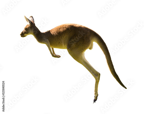 Beautiful kangaroo running and jumping on grass field Perth, Western Australia, Australia photo