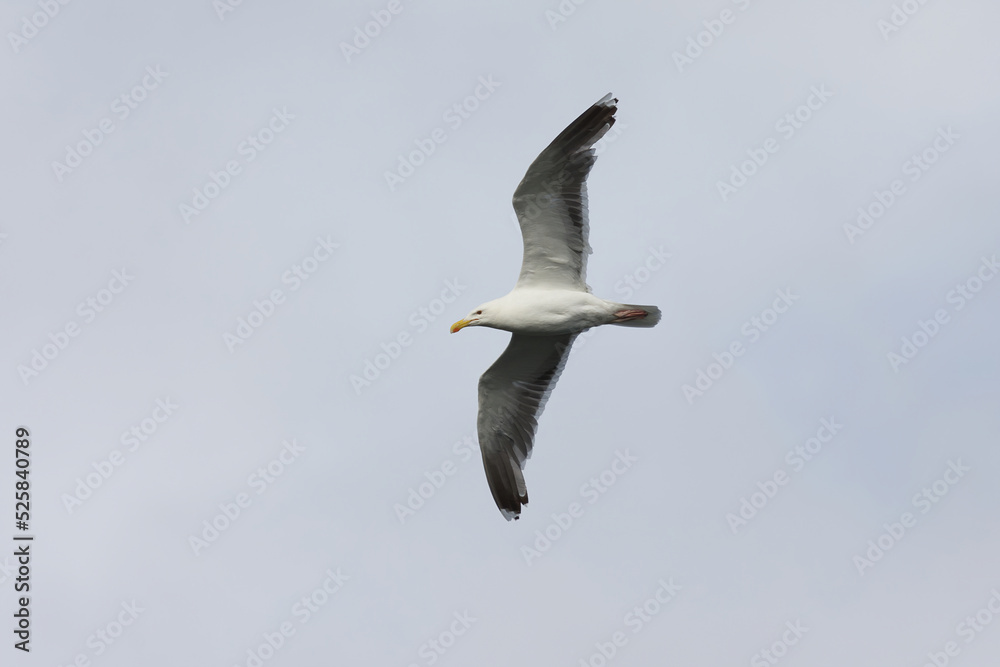 Great black-backed gull (Larus marinus) flying in the sky. Great black-backed gull (Larus marinus) flying in the sky.