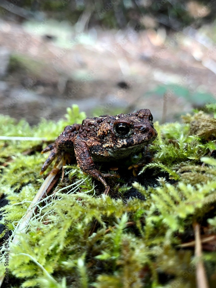 frog on the grass