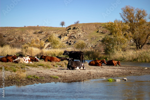 cows and horses in the field © MaryPo