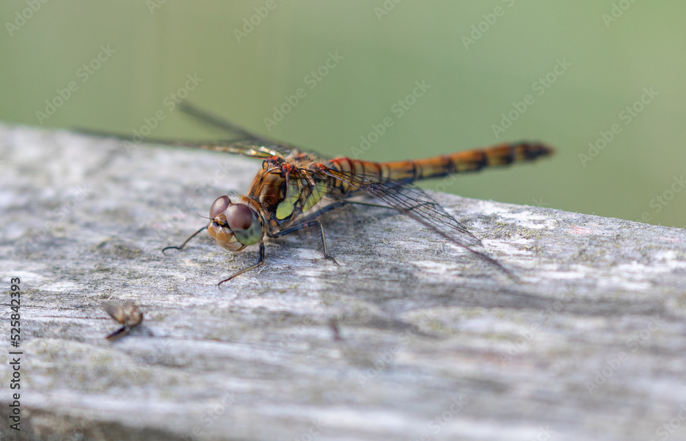 Common Darter Dragonfly (male) Common Darter Dragonfly (male)