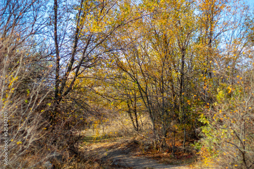 autumn in the forest