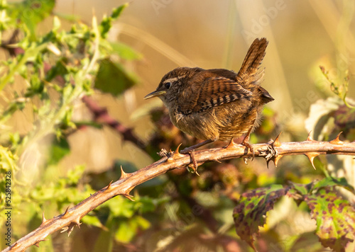 Juvenile Wren