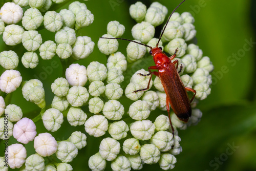 The common red soldier beetle Rhagonycha fulva, also misleadingly known as the bloodsucker beetle, is a species of soldier beetle Cantharidae photo