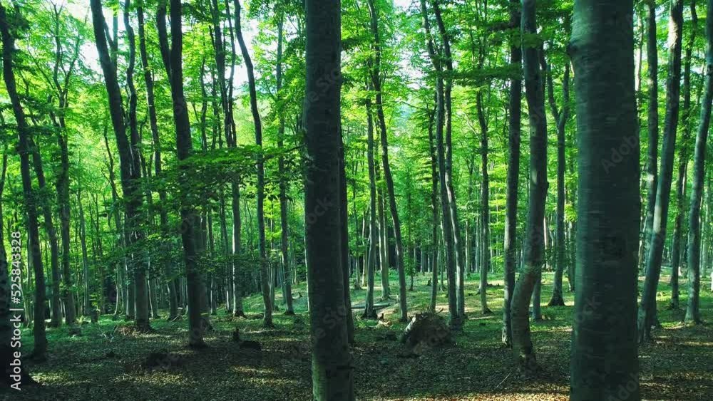 Beautiful forest in a sunny day, stumps, drone motion view Beautiful forest in a sunny day, stumps, drone motion view