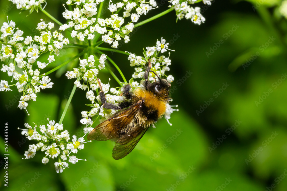 A macro shot of a bumblebee collecting pollen from a Chaerophyllum flower A macro shot of a bumblebee collecting pollen from a Chaerophyllum flower