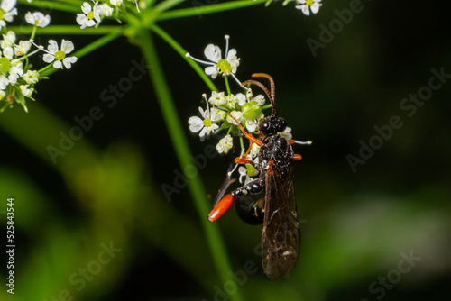 Tenthredo notha, a common sawfly, is a species belonging to the family Tenthredinidae subfamily Tenthrediniinae photo