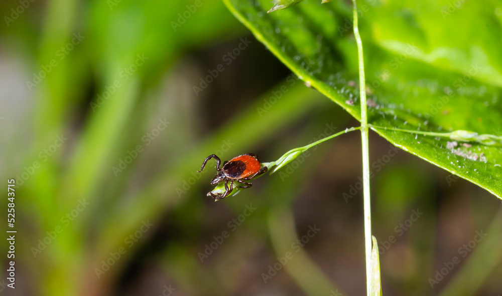 Deer tick on a green leaf background. Ixodes ricinus. Close-up of dangerous infectious mite on natural texture with diagonal line. It carries encephalitis, Lyme borreliosis, babesiosis, ehrlichiosis