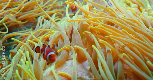Large group of clownfish swim in anemones on coral reef. Red Sea or two-banded anemonefish. Marine fish feeds on algae and zooplankton in the wild. Family Pomacentridae. Close-up high quality footage. photo