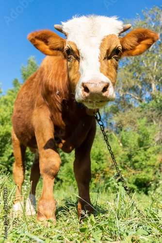 calf in the meadow. © alexbush