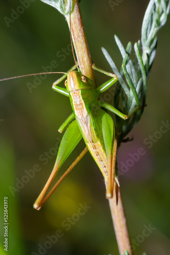 Green grasshopper sitting on a green leaf. Grasshopper in nature