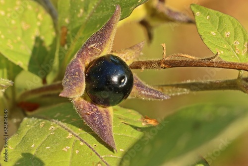 Reife Schwarze Tollkirsche (Atropa belladonna). photo