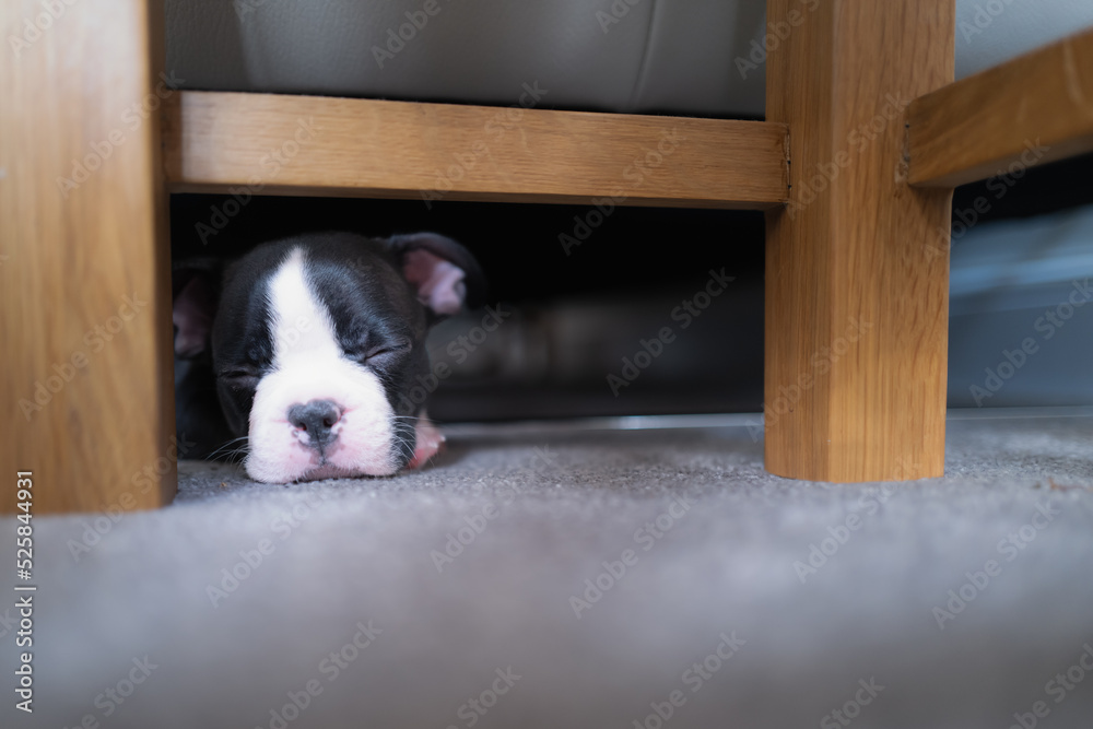 Boston Terrier puppy hiding and sleeping under a sofa. She is very small and cute. Boston Terrier puppy hiding and sleeping under a sofa. She is very small and cute.