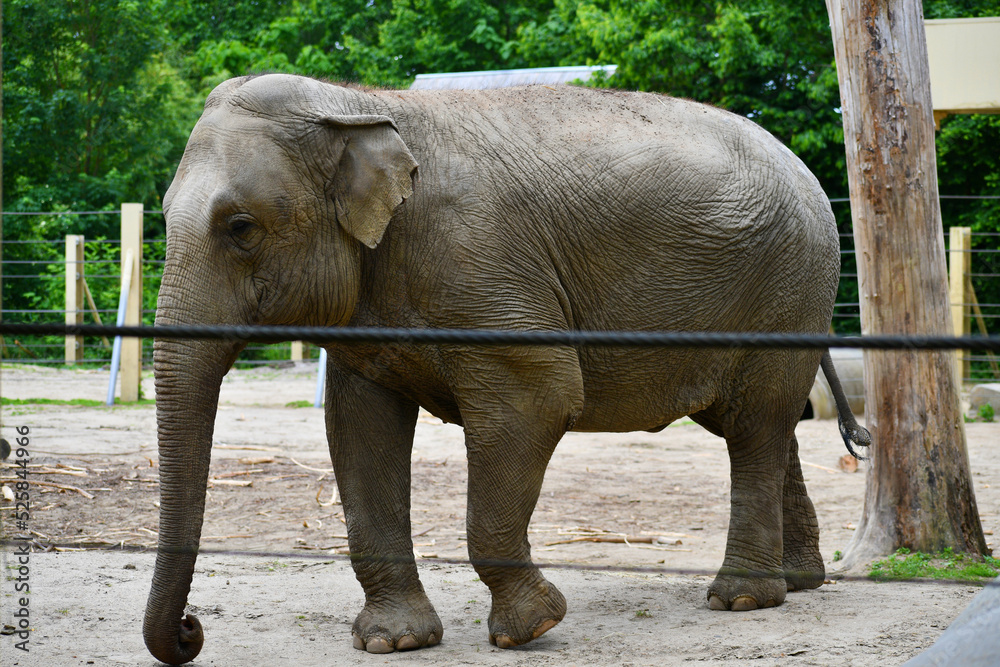 Fototapeta premium Indian elephant