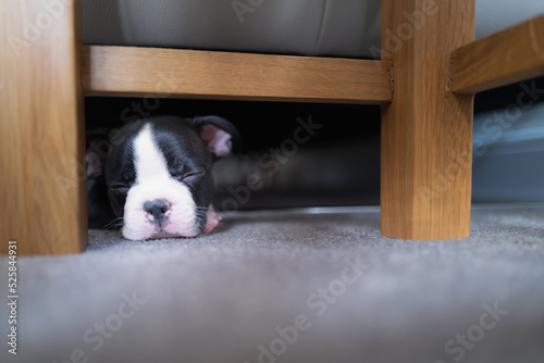 Boston Terrier puppy hiding and sleeping under a sofa. She is very small and cute.