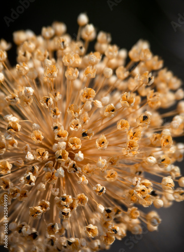 Dried wild onion flower Allium with seeds from Greece photo