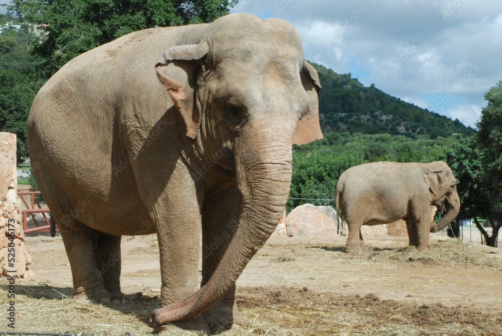 Fototapeta premium Elephant
