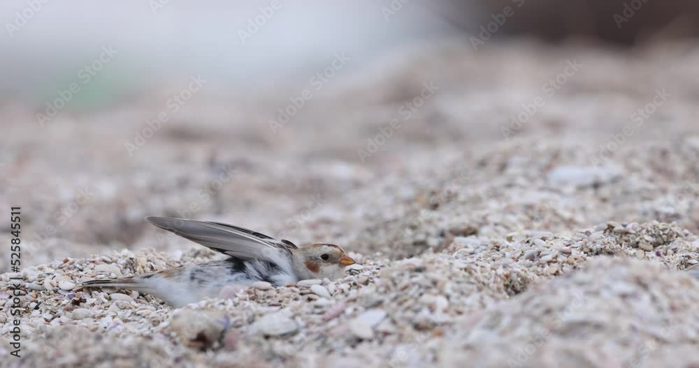 Snow bunting (Plectrophenax nivalis) at the sea. Senigallia, Italy Snow bunting (Plectrophenax nivalis) at the sea. Senigallia, Italy
