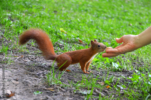  Red cute squirrel in the summer park takes a walnut from a human hand . Wild squirrel outdoors photo close up. Free copy space