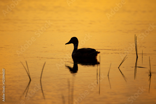 Side view silhouette of Mallard hen floating in a lake with grass hanging from beak during a summer morning golden hour  Leon-Provancher conservation area  Neuville  Quebec  Canada