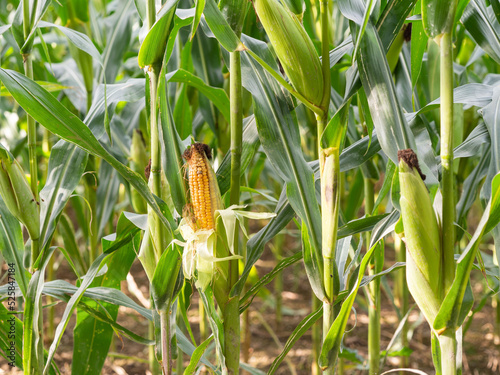 Ripe corn growing in the field