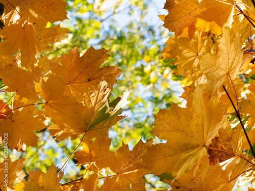 Colorful autumn leaves on tree branch. Golden autumn foliage leaves background with copy space.