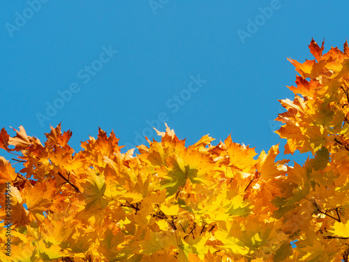 Golden leaves of maple tree in warm autumn and blue sky background