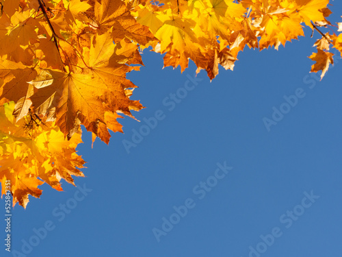 Golden leaves of maple tree in warm autumn and blue sky background