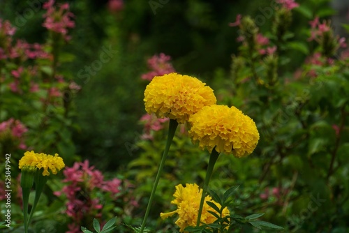 Beautiful yellow marigolds on a tree with blurred background.