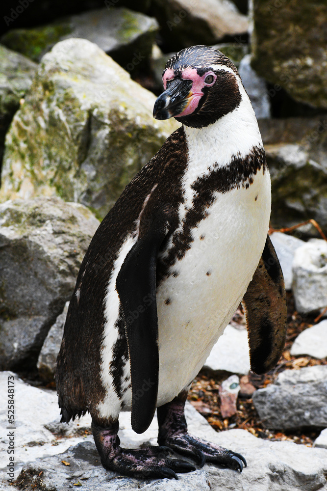 Naklejka premium penguin on the rocks