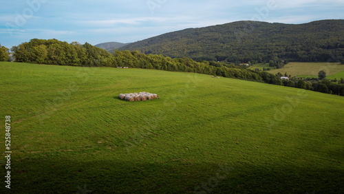 Bales of hay in the meadow