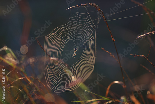 A spider has spun a web in the grass of the forest. The morning sun illuminates the field