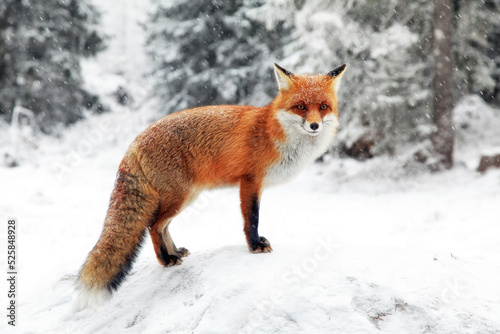 Red fox (vulpes vulpes) in winter snowy forest