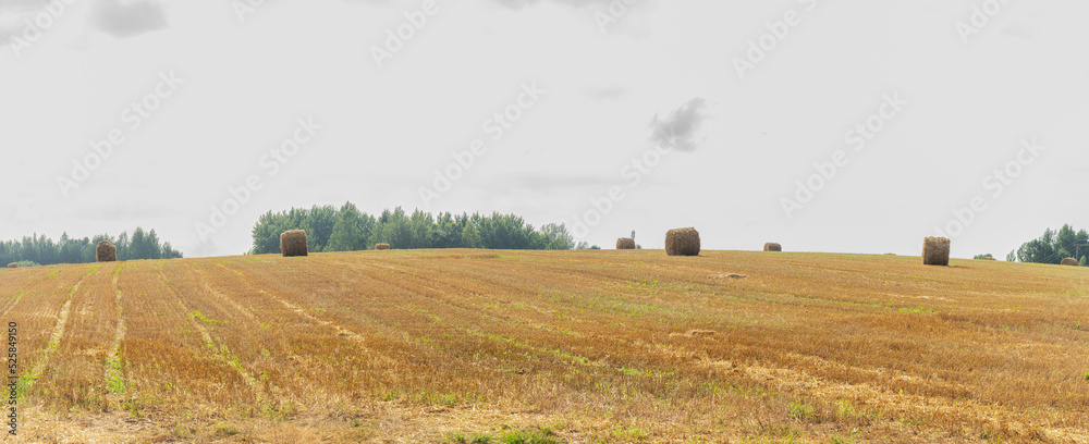 Hay bales on the field after harvest. Landscape of straw bales on agricultural field. Countryside landscape.