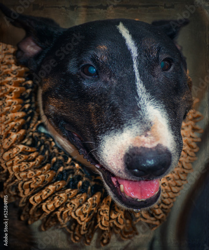 Fancy victorian style dog