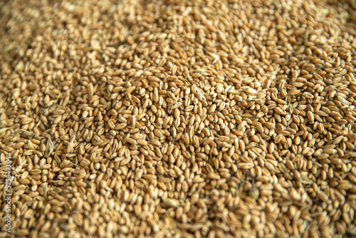 grain wheat close-up. Place of storage of grain and harvest in the elevator storage before export. Bulk cargo bunkering with grain.