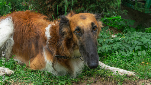 Borzoi dog posing outside. Close-up of a Russian borzoi dog on nature. Big dog Russian Greyhound on the street.