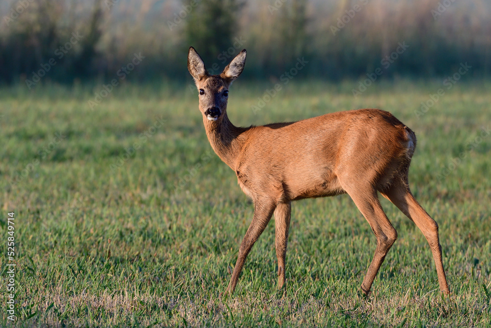 Roe deer female stands on a meadow and looks, summer, north rhine westphalia, germany, (capreolus capreolus)