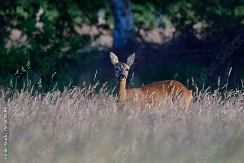 Roe deer female standing in meadow in high grass and looking, summer, north rhine westphalia, germany, (capreolus capreolus)