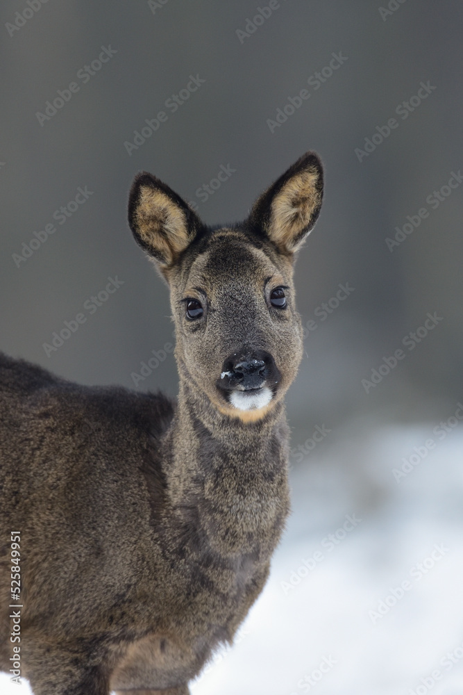 RehRoe deer female standing on forest meadow in snow and looking, head portrait, winter, lower saxony, germany, (capreolus capreolus)