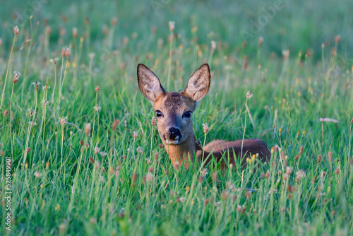 Roe deer female lying in a meadow and resting, summer, north rhine westphalia, germany, (capreolus capreolus)