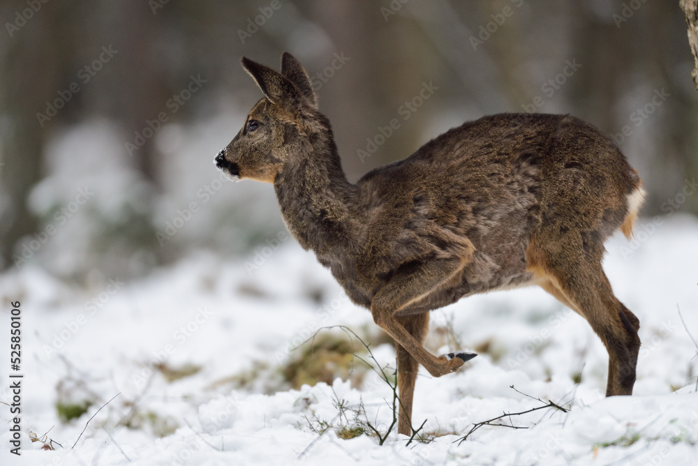 Roe deer female standing on forest meadow in snow and looking, winter, lower saxony, germany, (capreolus capreolus) Roe deer female standing on forest meadow in snow and looking, winter, lower saxony, germany, (capreolus capreolus)