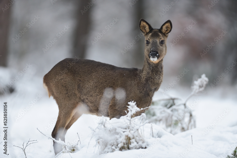 Roe deer female standing on forest meadow in snow and looking, winter, lower saxony, germany, (capreolus capreolus) Roe deer female standing on forest meadow in snow and looking, winter, lower saxony, germany, (capreolus capreolus)