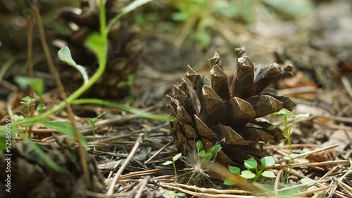 Cones in the forest on the ground