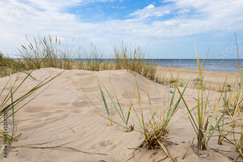 Fototapeta Naklejka Na Ścianę i Meble -  Sandy beach with dry and yellow grass, reeds, stalks, and blue sea with waves on the Baltic sea