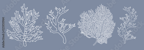 Corals. White vector line contours of four corals isolated on gray background.