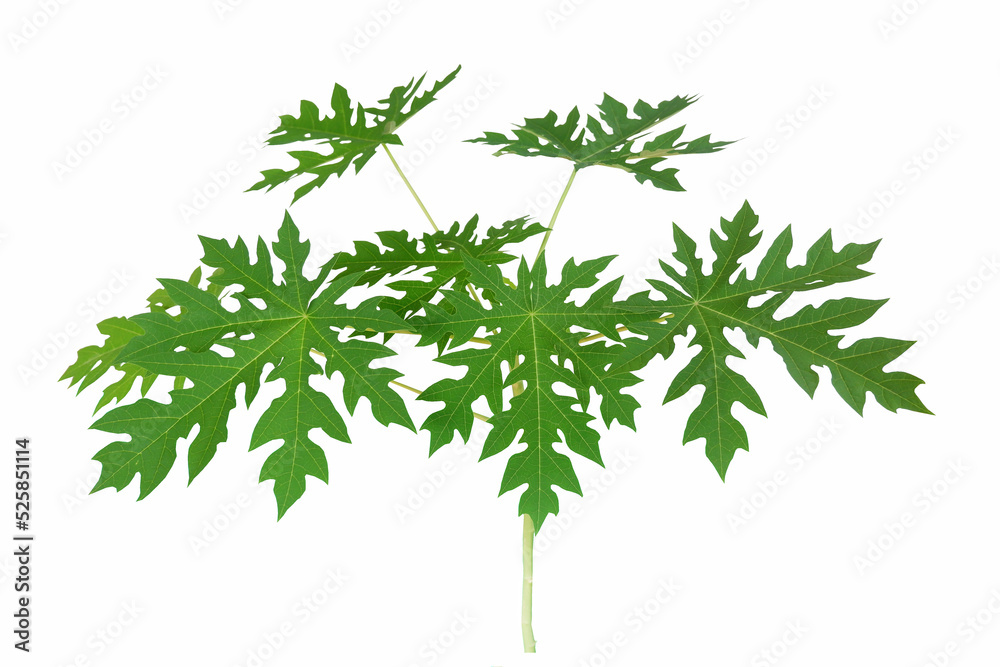 Top view of green leaves papaya tree isolated on white background. Top view of green leaves papaya tree isolated on white background.