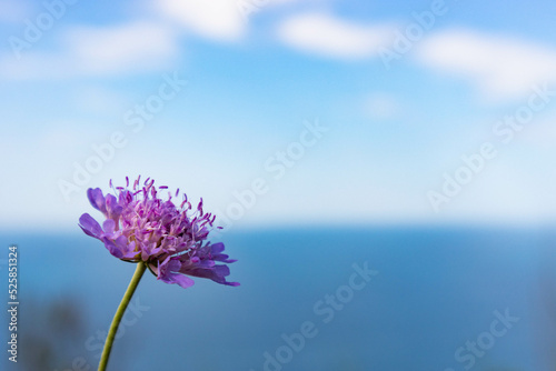 Scabiosa atropurpurea sweet scabiosa with small deep purple flowers photo